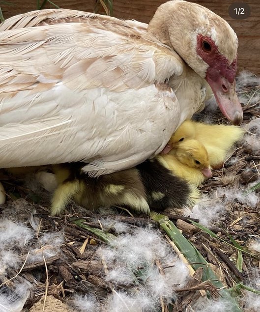Oeufs canard Barbarie (D’Inde)