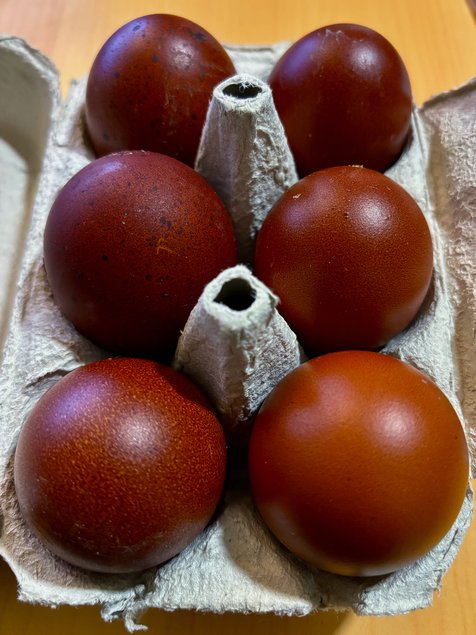 Marans NCC & BCC GR - BIO