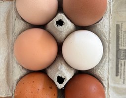 Oeufs BIO pondeuses (11+1 Gratuits)