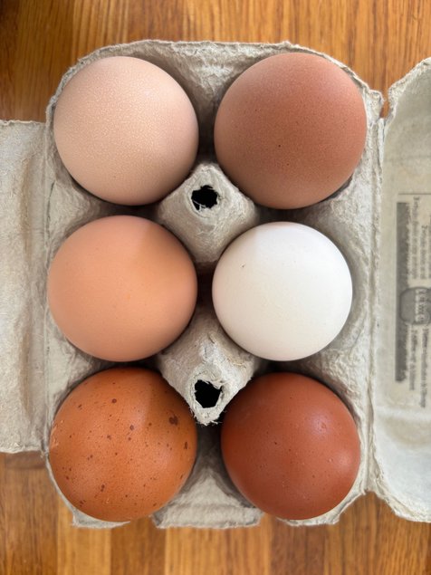 Oeufs BIO pondeuses (11+1 Gratuits)