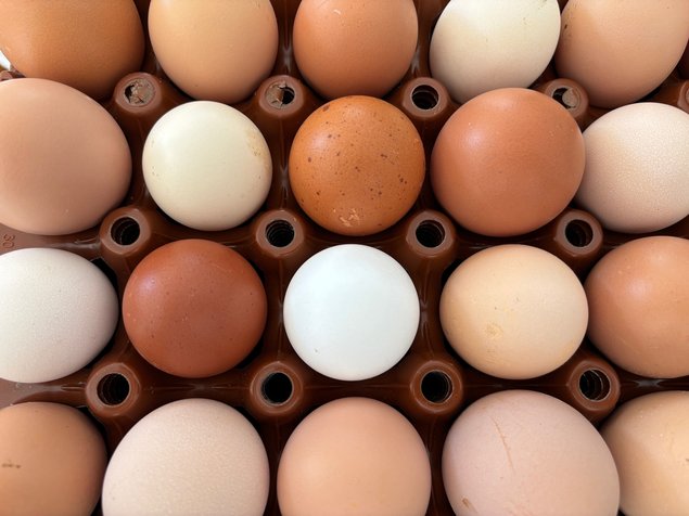 Oeufs BIO pondeuses (11+1 Gratuits)