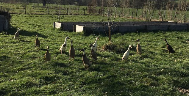 Oeufs à couver - Canards Coureurs Indiens