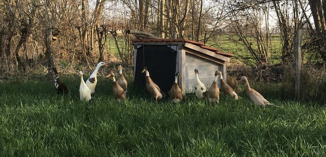 Oeufs à couver - Canards Coureurs Indiens