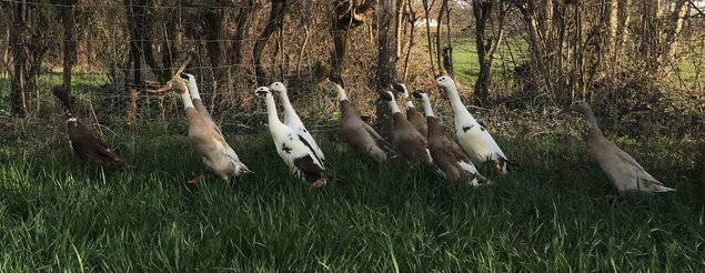 Oeufs à couver - Canards Coureurs Indiens