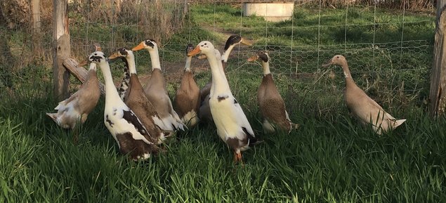 Oeufs à couver - Canards Coureurs Indiens