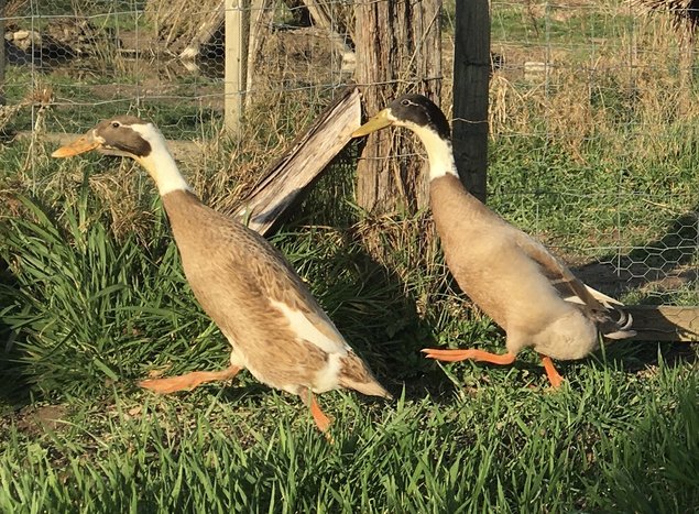 Oeufs à couver - Canards Coureurs Indiens