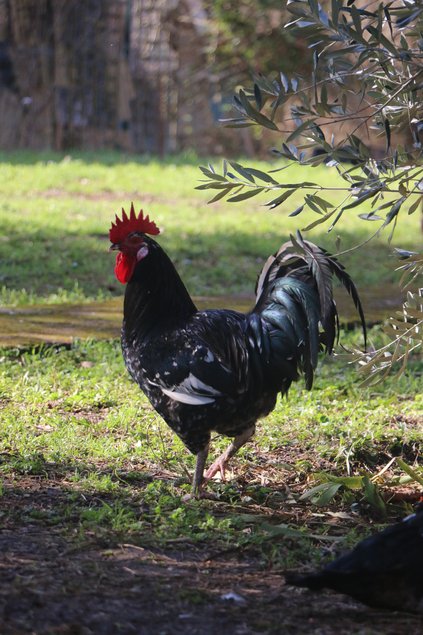 Oeufs fécondés de Gournay GR