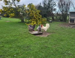 Comtoise ou Bavière