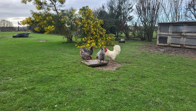 Comtoise ou Bavière