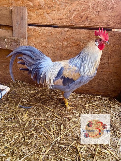 🥚ADD3C Italienne saumonée dorée a liseré gris perle (leghorn)ADD3C🥚