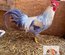 🥚ADD3C Italienne saumonée dorée a liseré gris perle (leghorn)ADD3C🥚