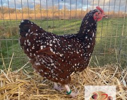 🥚 ADD3C SUSSEX PORCELAINE ROUGE ADD3C 🥚