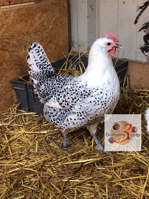 🥚 ADD3C Poule de Hergnies ADD3C🥚