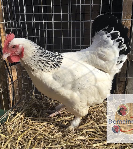 🥚 ADD3C Bourbourg herminée noir ADD3C🥚