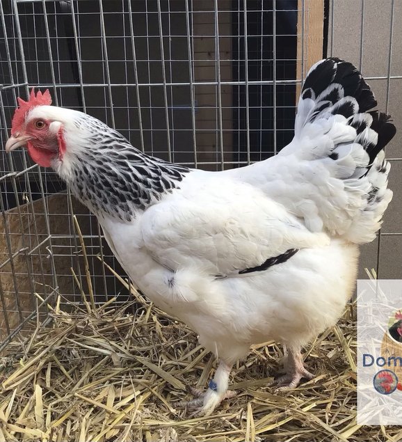 🥚 ADD3C Bourbourg herminée noir ADD3C🥚