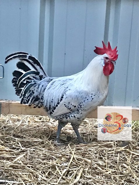 🥚 ADD3C Poule de Hergnies ADD3C🥚