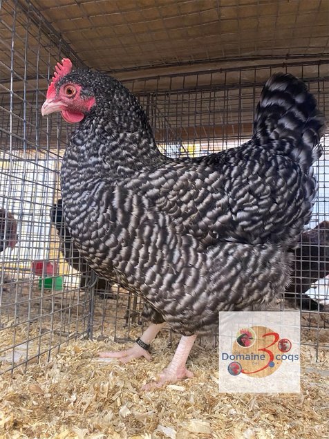 🥚ADD3C Coucou Des Flandres ADD3C 🥚