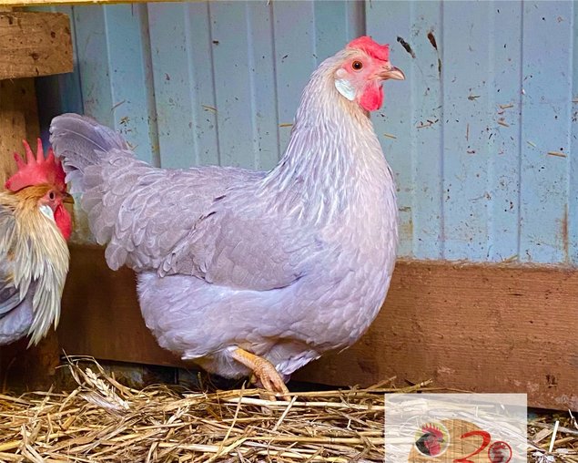 🥚ADD3C Italienne saumonée dorée a liseré gris perle (leghorn)ADD3C🥚