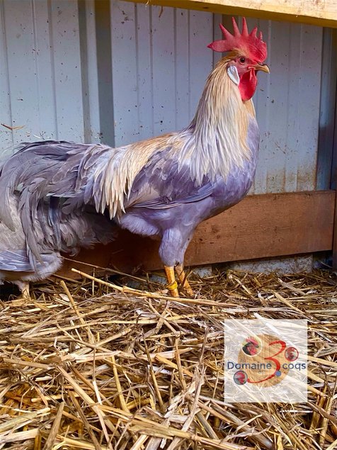 🥚ADD3C Italienne saumonée dorée a liseré gris perle (leghorn)ADD3C🥚