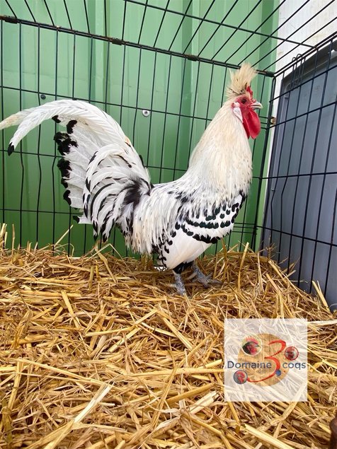 🥚 ADD3C Appenzelloise Huppée Argentée ADD3C 🥚