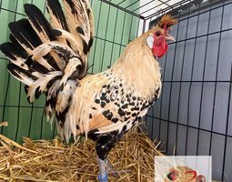 🥚 ADD3C Appenzelloise Citronée Pailletés Noire ADD3C 🥚