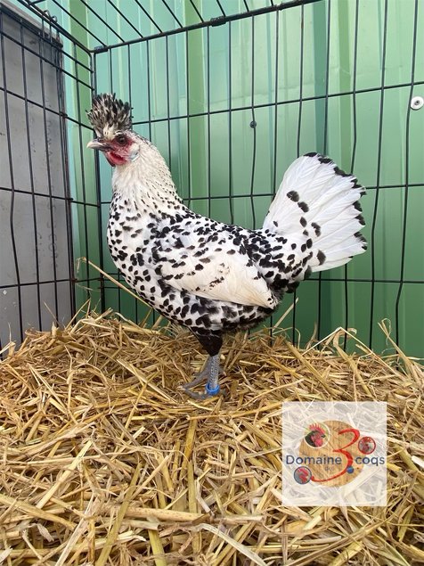 🥚 ADD3C Appenzelloise Huppée Argentée ADD3C 🥚