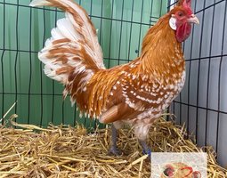 🥚 ADD3C Appenzelloise Chamoisé ADD3C 🥚