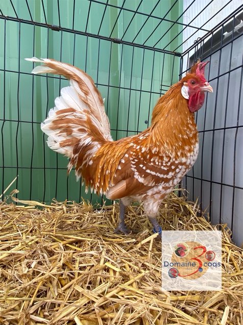 🥚 ADD3C Appenzelloise Chamoisé ADD3C 🥚