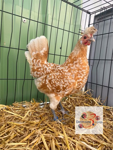 🥚 ADD3C Appenzelloise Chamoisé ADD3C 🥚