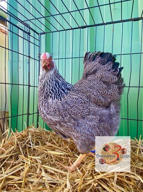 🥚 ADD3C Wyandotte Perdrix Maillée Argentée GR ADD3C 🥚