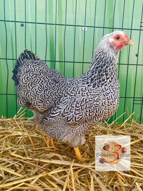 🥚ADD3C Wyandotte Perdrix Maillée argentée ADD3C🥚