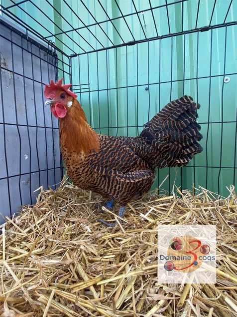 🥚ADD3C Braekel citronnée et dorée ADD3C 🥚