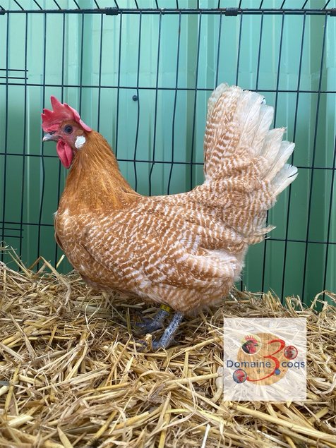 🥚ADD3C Braekel citronnée et dorée ADD3C 🥚