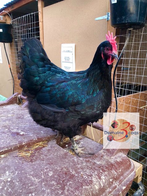 🥚 ADD3C Estaires Noires ADD3C 🥚