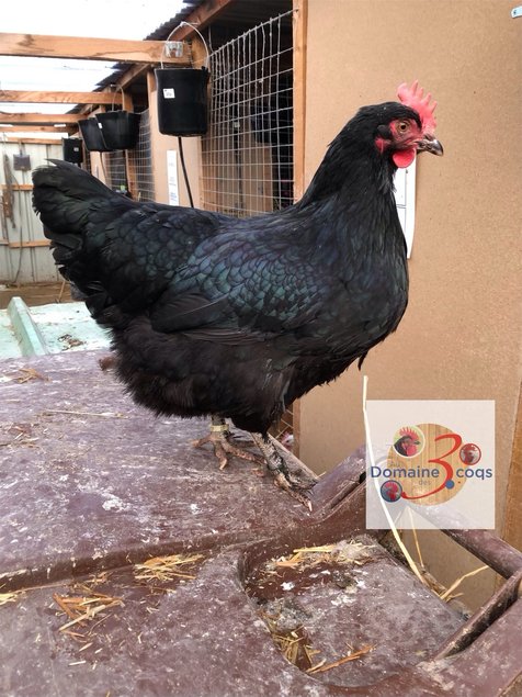 🥚 ADD3C Estaires Noires ADD3C 🥚