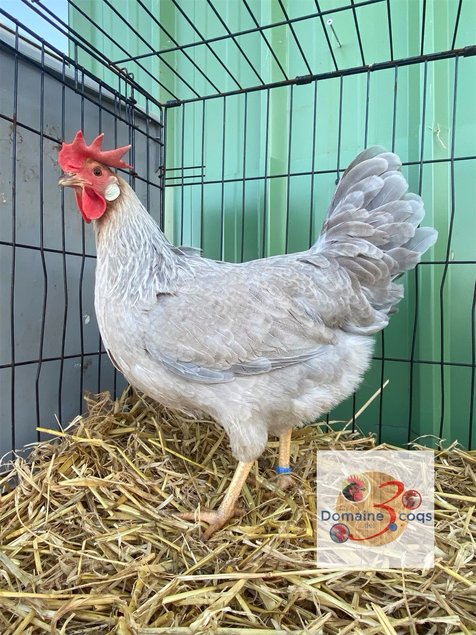 🥚ADD3C Italienne saumonée dorée a liseré gris perle (leghorn)ADD3C🥚