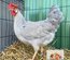 🥚ADD3C Italienne saumonée dorée a liseré gris perle (leghorn)ADD3C🥚