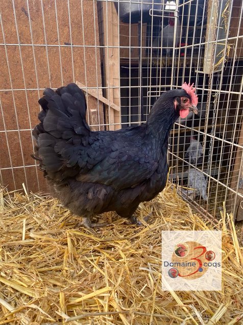 🥚 ADD3C Estaires Noires ADD3C 🥚