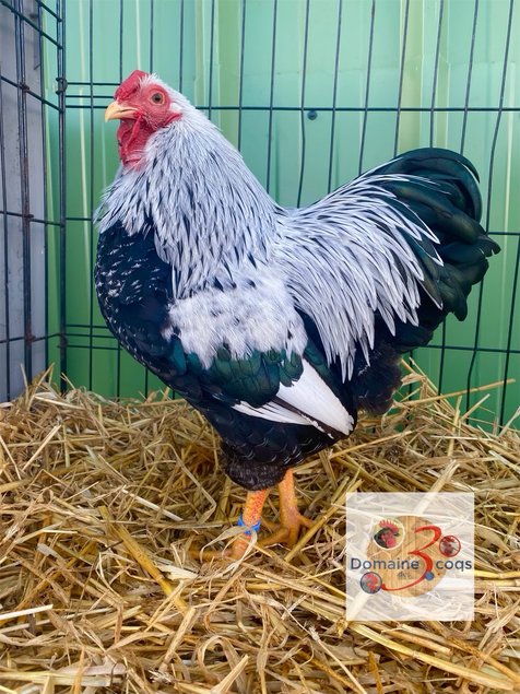 🥚ADD3C Wyandotte Perdrix Maillée argentée ADD3C🥚