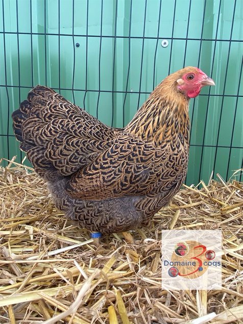 🥚 ADD3CWyandotte Perdrix maillée dorée ADD3C🥚