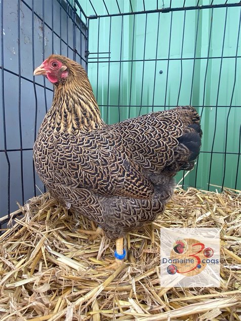 🥚 ADD3CWyandotte Perdrix maillée dorée ADD3C🥚