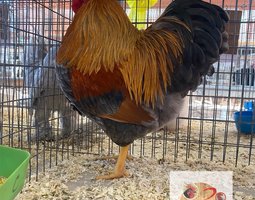 🥚 ADD3CWyandotte Perdrix maillée dorée ADD3C🥚