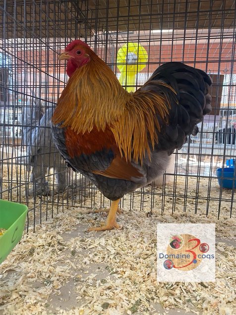 🥚 ADD3CWyandotte Perdrix maillée dorée ADD3C🥚