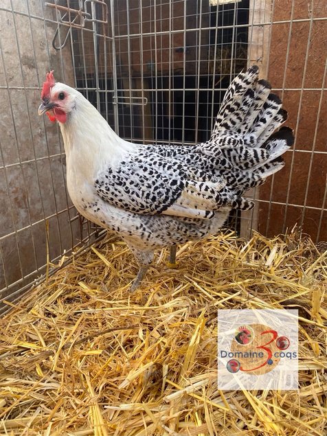 🥚 ADD3C Poule de Hergnies ADD3C🥚