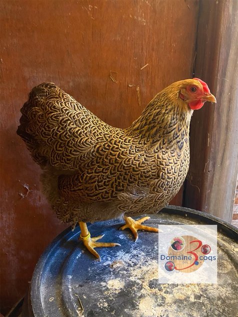 🥚 ADD3CWyandotte Perdrix maillée dorée ADD3C🥚