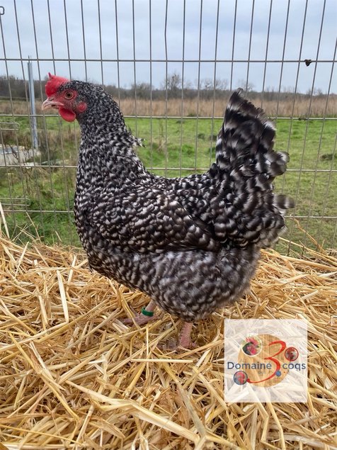 🥚ADD3C Coucou Des Flandres ADD3C 🥚