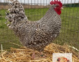 🥚ADD3C Coucou Des Flandres ADD3C 🥚