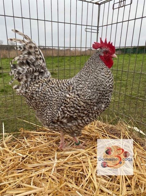 🥚ADD3C Coucou Des Flandres ADD3C 🥚