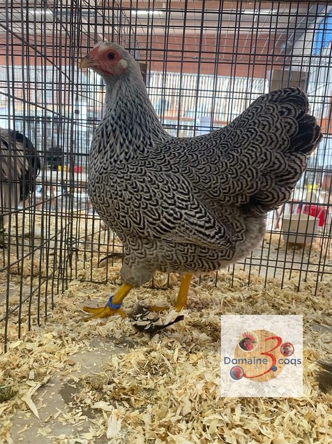 🥚ADD3C Wyandotte Perdrix Maillée argentée ADD3C🥚