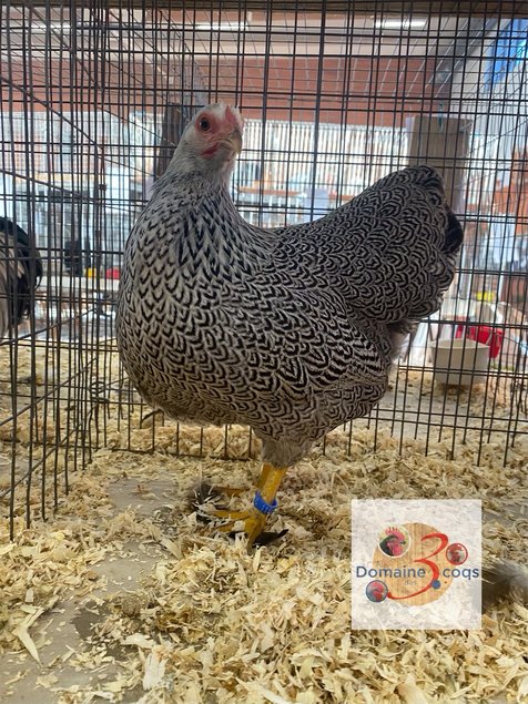 🥚ADD3C Wyandotte Perdrix Maillée argentée ADD3C🥚